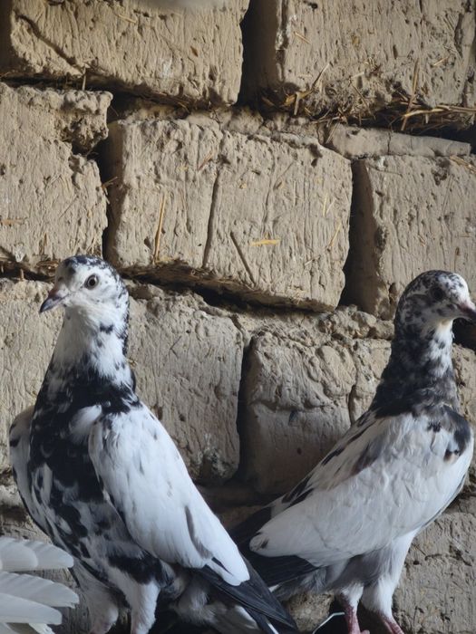 Серенвый и пакистанцы