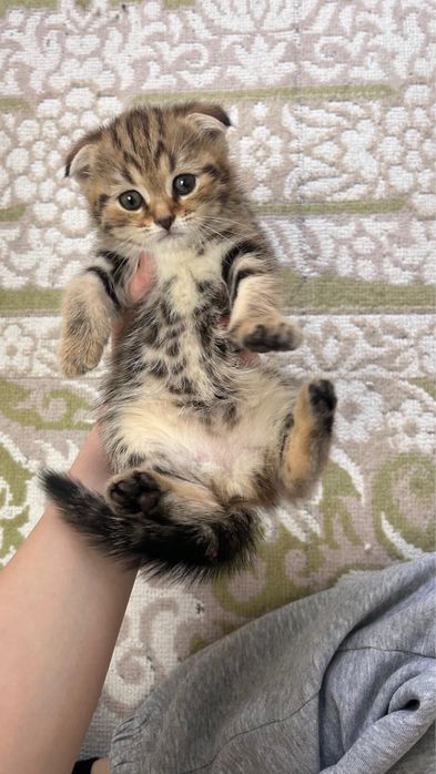 отдам котят в хорошие руки