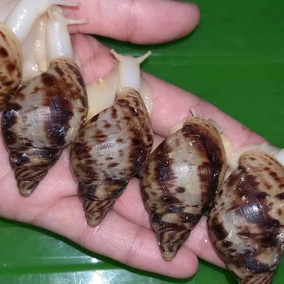 Порноны өте жақыннан қараңыз