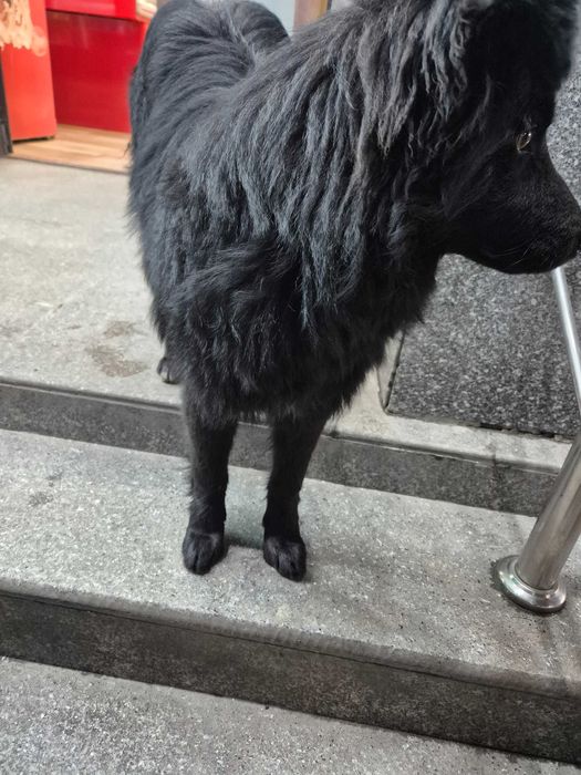 Найдена собака черная пушистая