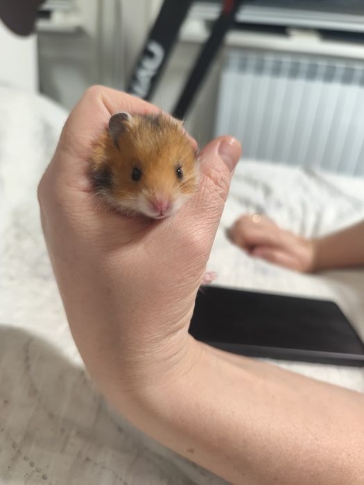 продам хомячков 500 тенге