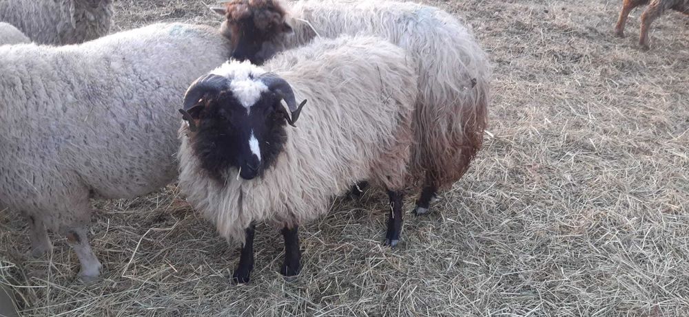 Berbeci breji originali