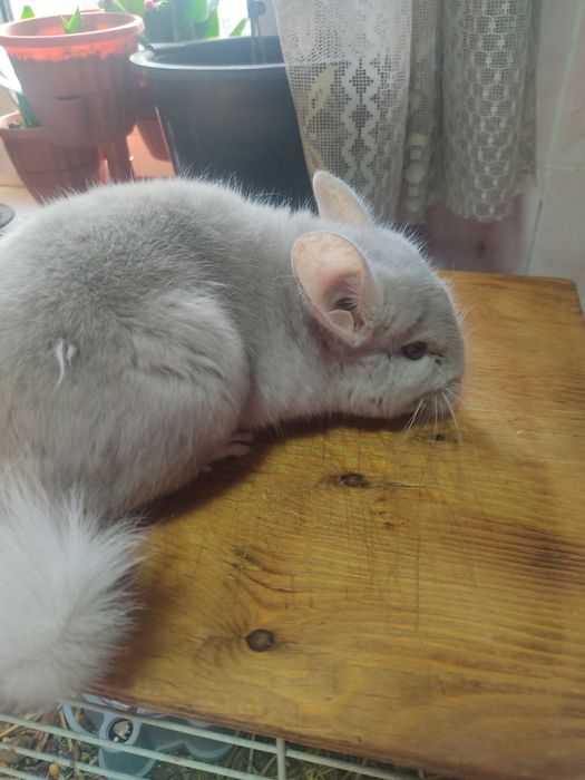 Продам шиншиллу самец