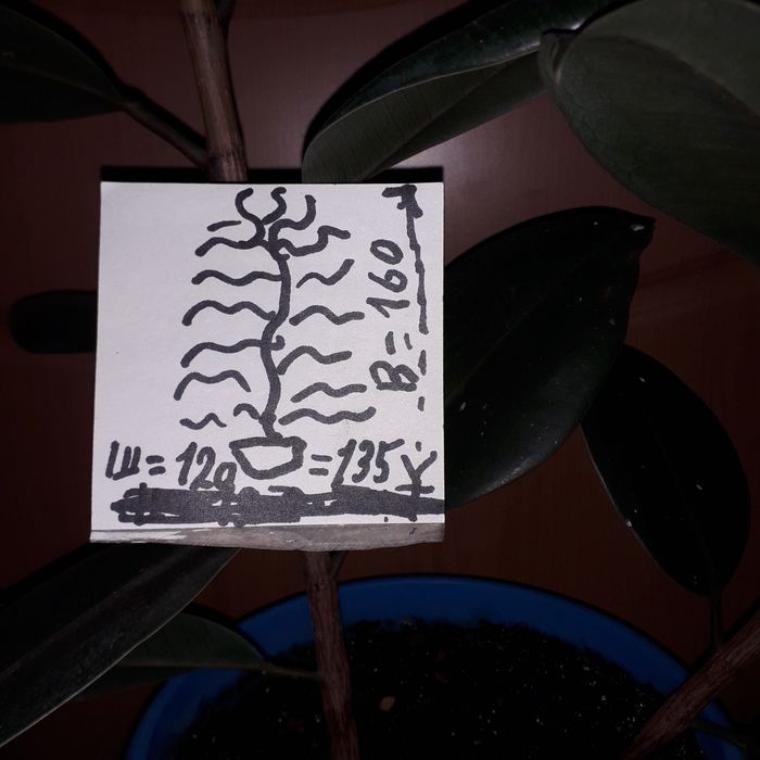 Настенный цветок