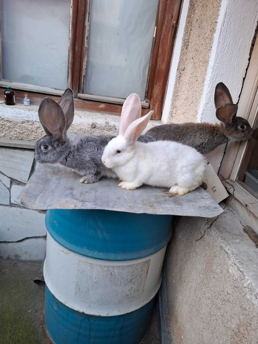 Продавам зайци малки и големи