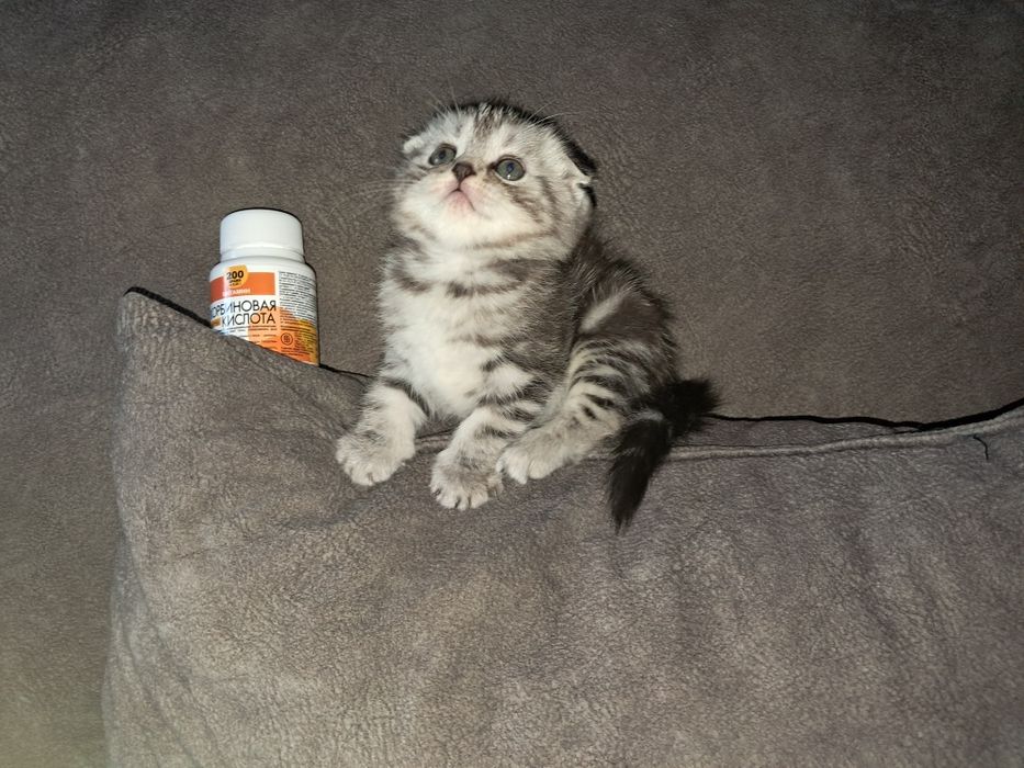 Котёнок Фолд.Девочка.