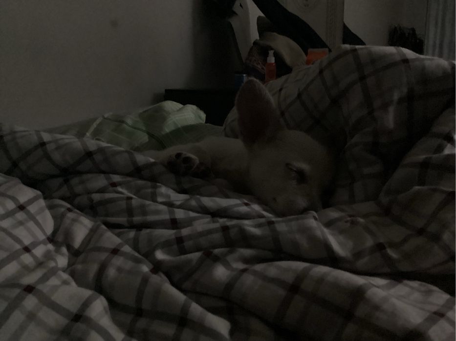 Собака маленькая