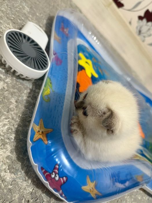 Шотландская вислоухая