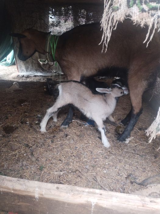Лақтар сатылады чехский.