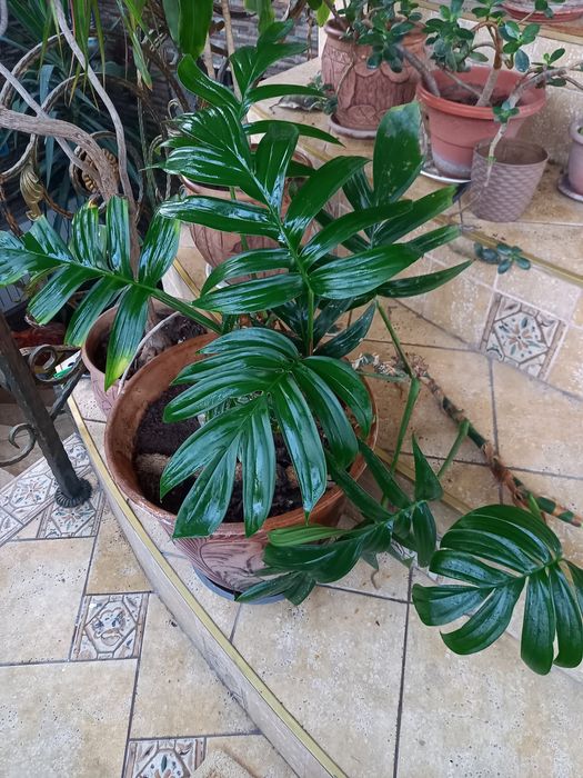 Тропические растения