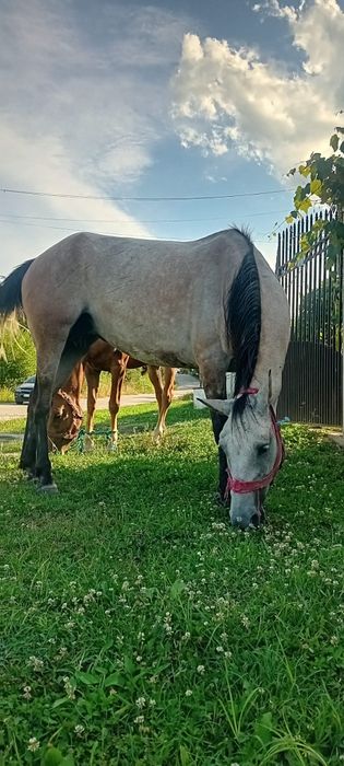 Vând iapa 5 ani forte cuminte