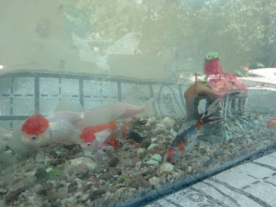 akvarium sotiladi oynali idishi baliqlari bilan