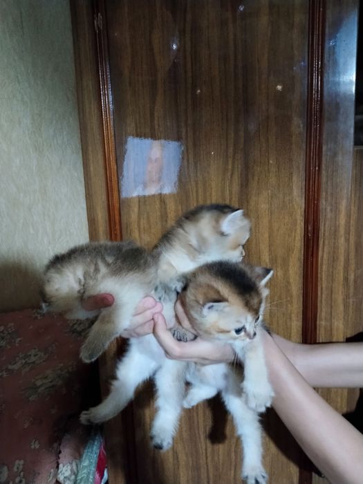 Золотая шиншилла