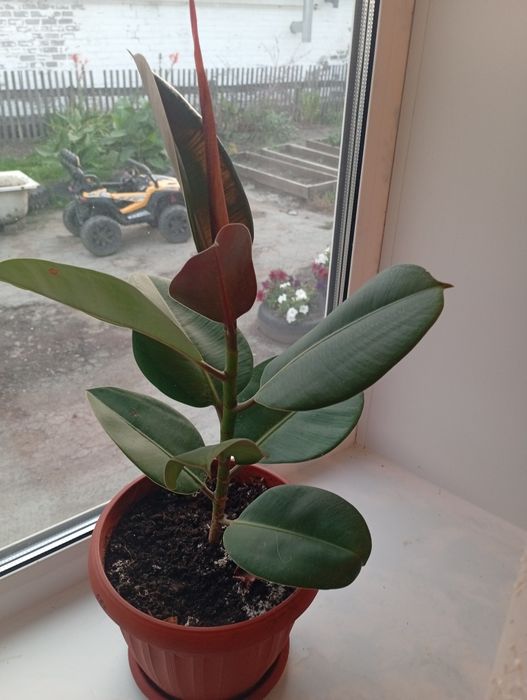 Продам фикус,красивый