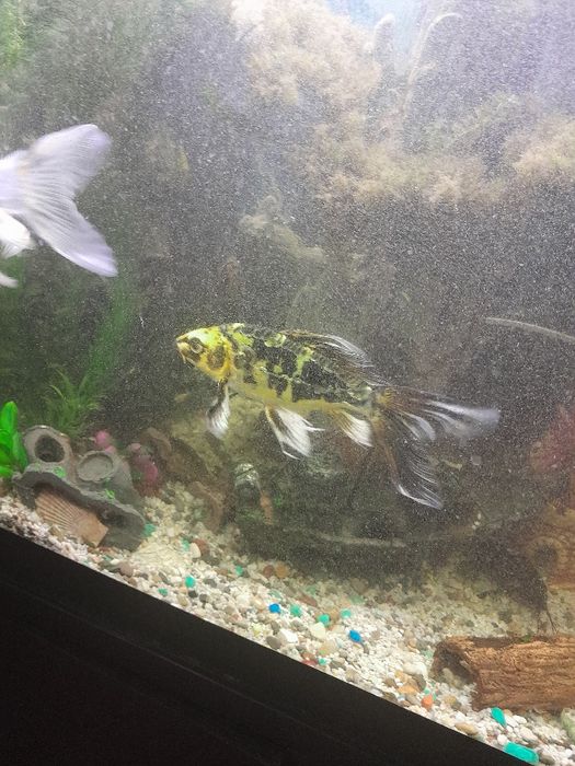 Продам  карпов кои