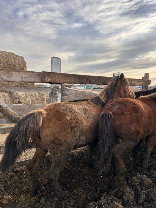 Продам кобыл с откорма