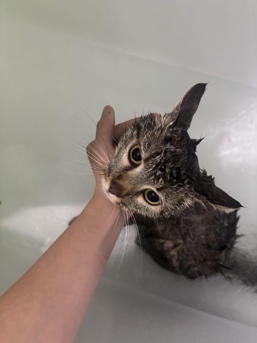 Отдам котэээээээээээээээээээээээээээээээээээээээээээээээээээээээээээээ