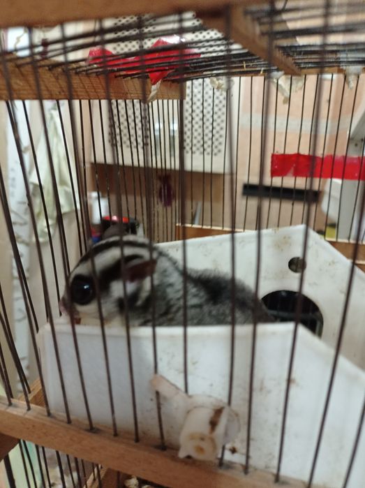 Белка летяга поссум самец детёныш