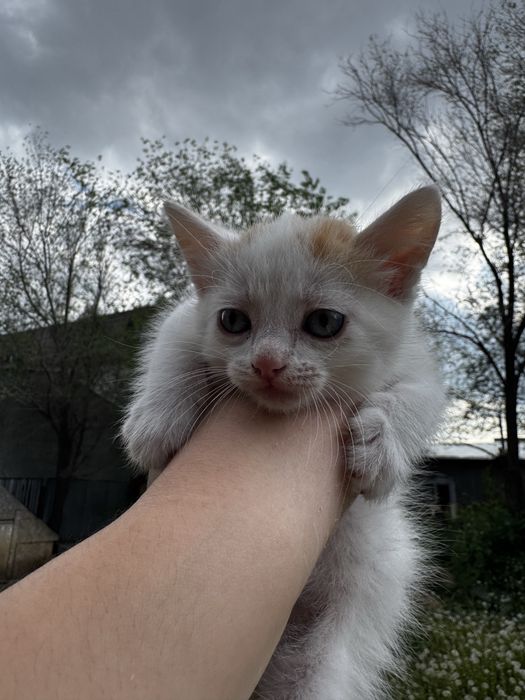 Котята в хорошие руки