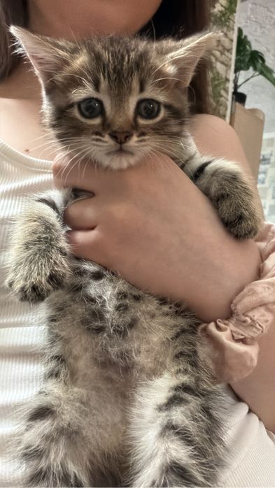 Отдам бесплатно котенка