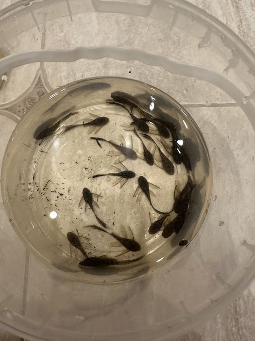 Анциструс черный вуаль