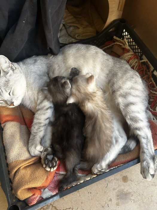 Отдам котенка в хорошие руки