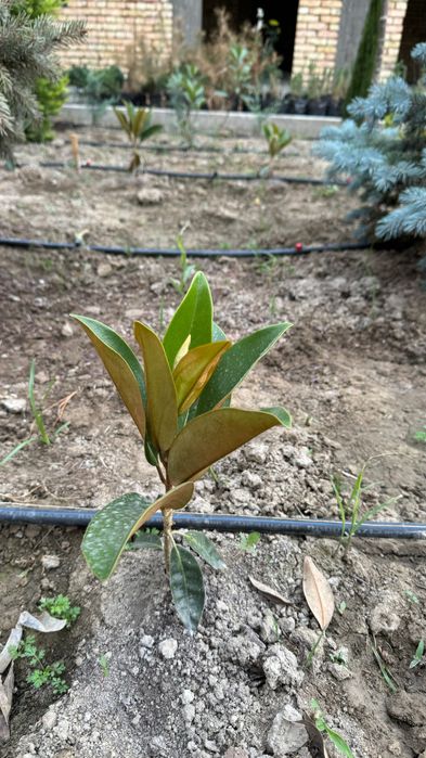Магнолия Грандифлора кўчатлари сотилади!