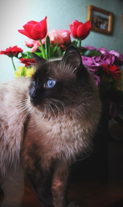 Опытный сиамский кот на вязку