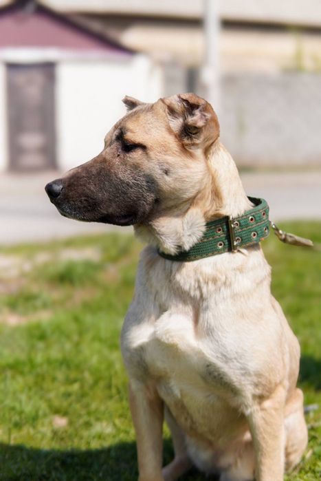 Мила ищет семью. Очень классная. Добрая. Собака.