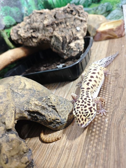 Леопардов гекон момче