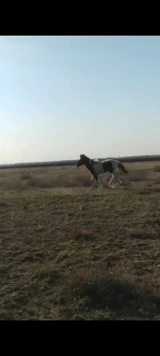 Продам Тайчика девочка