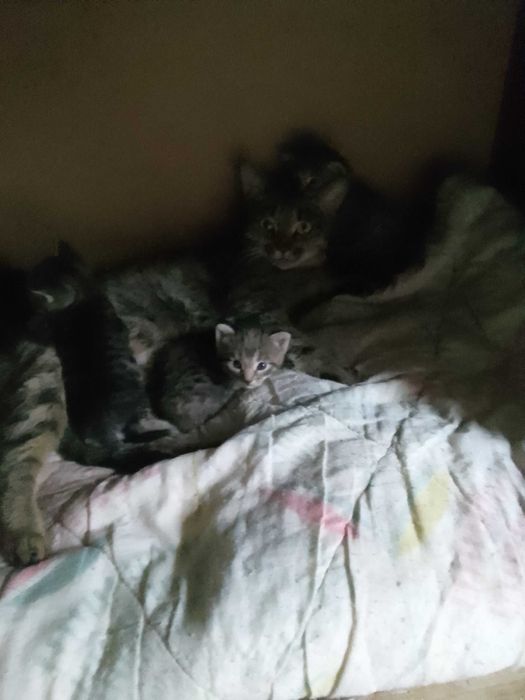 Отдам даром котят