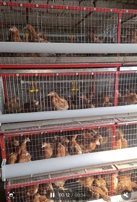 Сетка для кур несушек