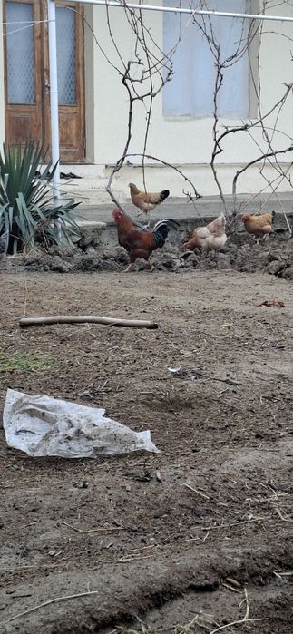 Harxil turdagi xuro'zlar bor 150 mingdan boshlanadi