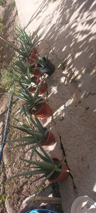 Aloe gullari chip chiroyli