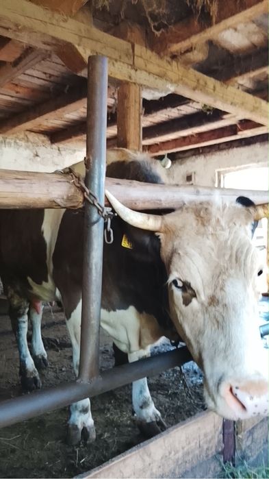 Vaca cu vitea de vanzare