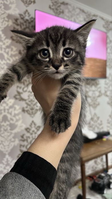 Отдам в хорошие руки милых котят