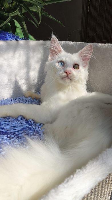 Белый Мейн кун КОТЯТА