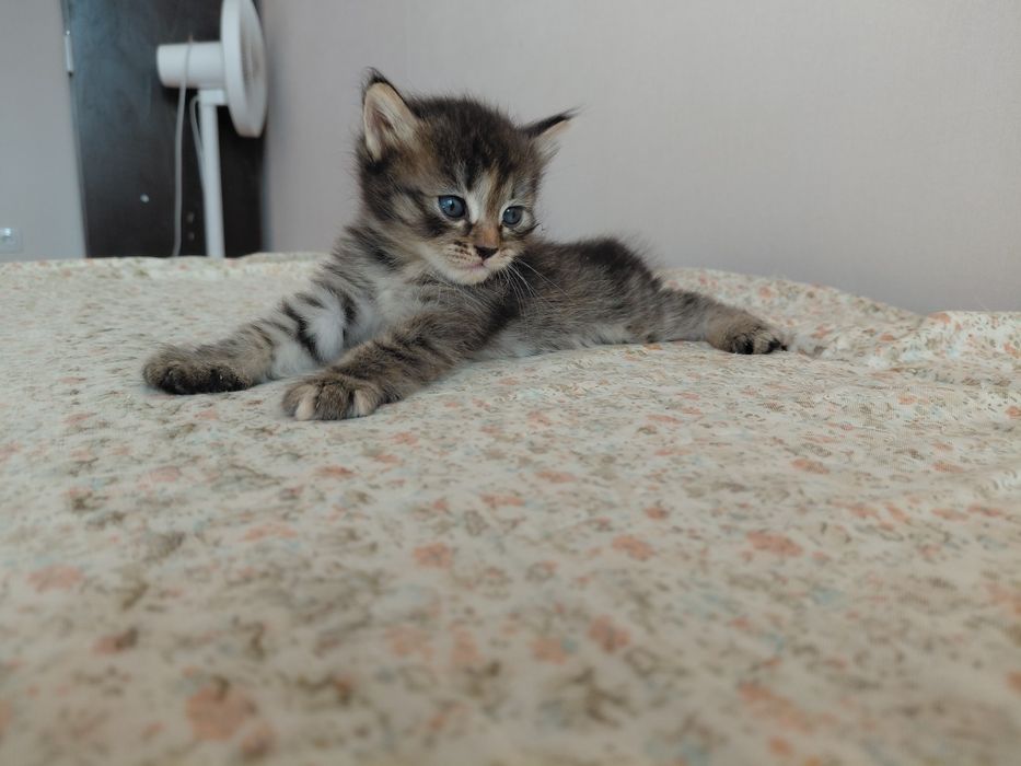 котёнок полу мейн-кун
