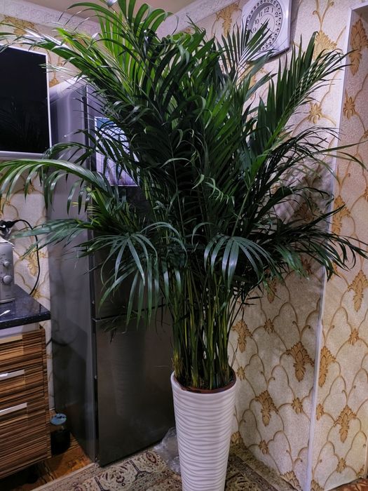 Комнатные растения, доставка