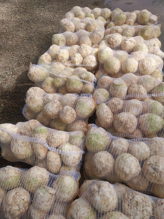 Telina, patrunjel, pastarnac