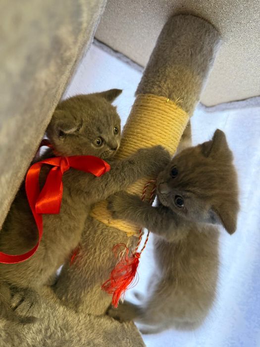 Pisici british foarte jugausi