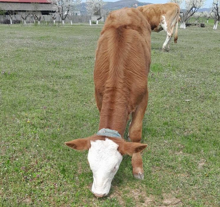 Vand Vaca Baltata Romaneasca cu vitea de 2 luni jumatate