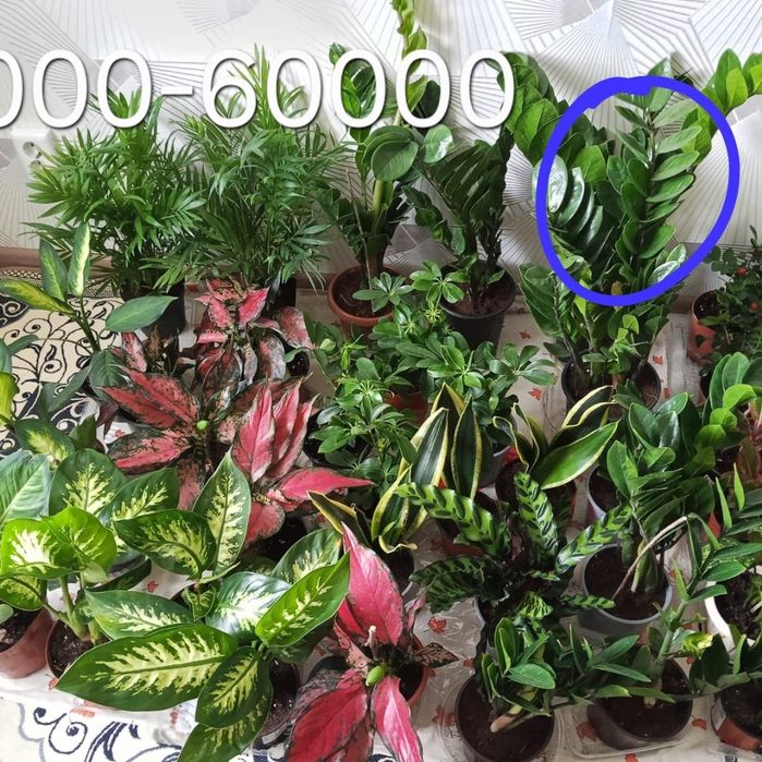 Уй гұлдері арзан багада