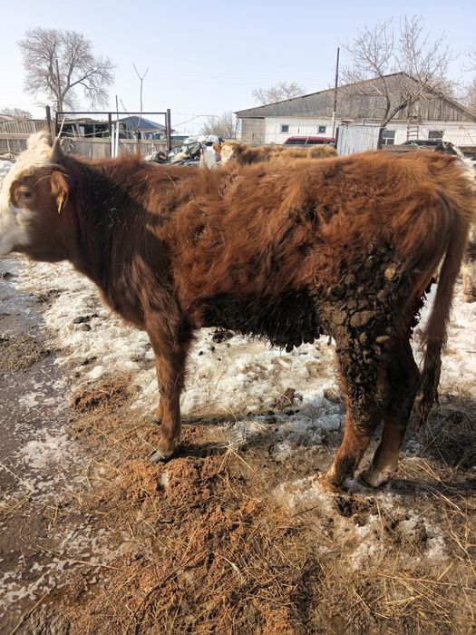 1жылдан Аскан баспкак Сатылады