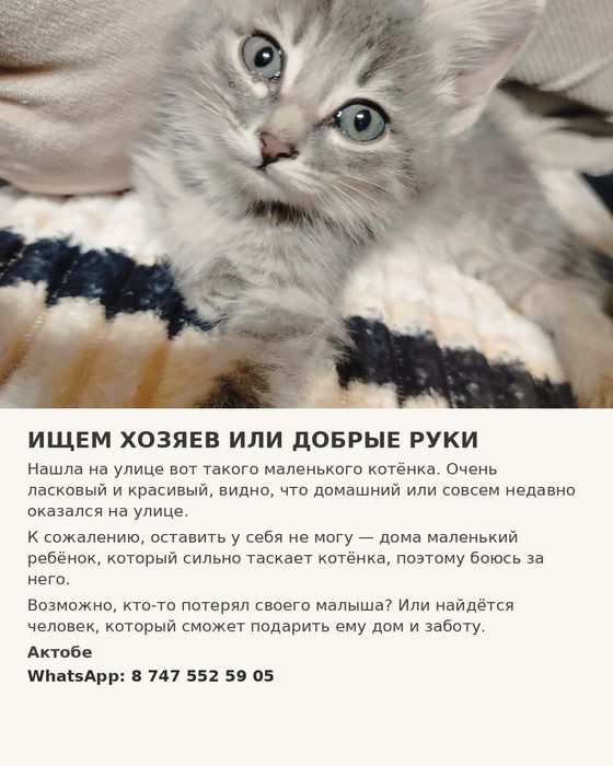 Отдам даром или найду прежнего хозяина