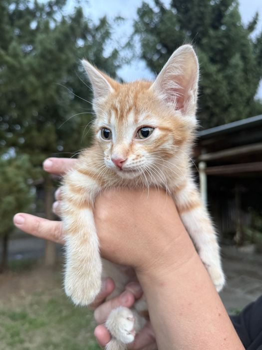 отдам котят в хорошие руки    !