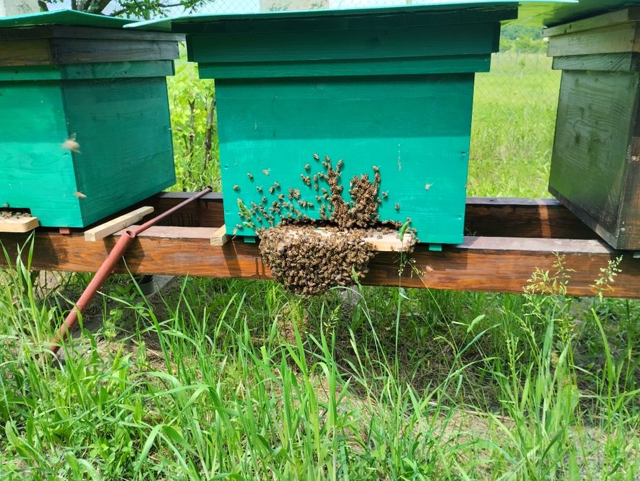 Vând roi și famili de albine