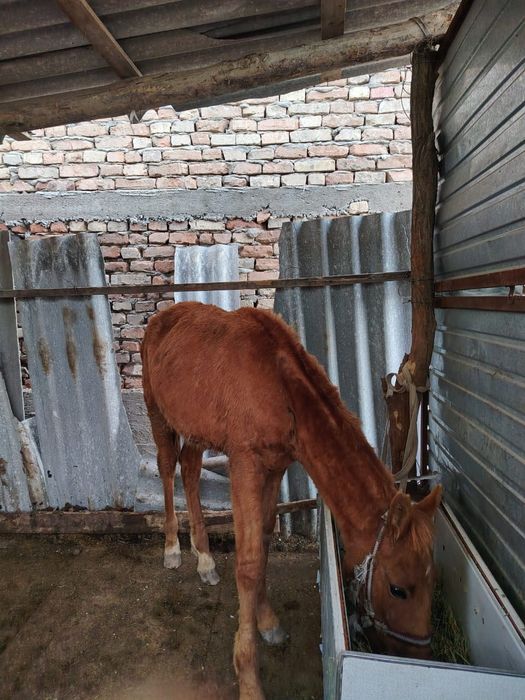 Таи сатылады срочна