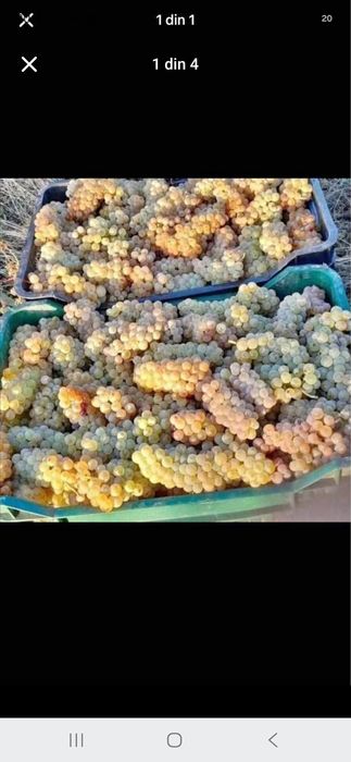 Vand struguri pentru vin